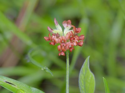Pediomelum rhombifolium, photographed by Michelle W. （鍾偉瑋）