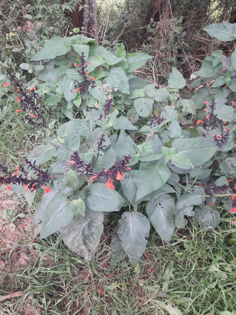 Salvia rubescens, photographed by Dimitri
