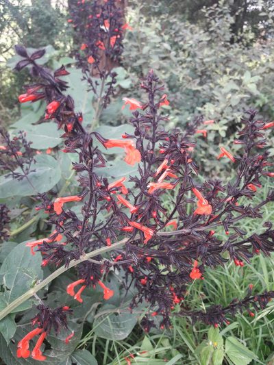 Salvia rubescens, photographed by Dimitri