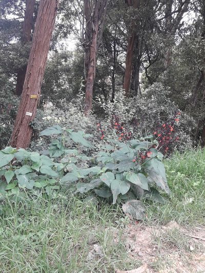 Salvia rubescens, photographed by Dimitri