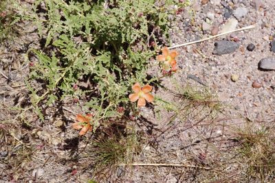 Sphaeralcea incana, photographed by Dan Killam