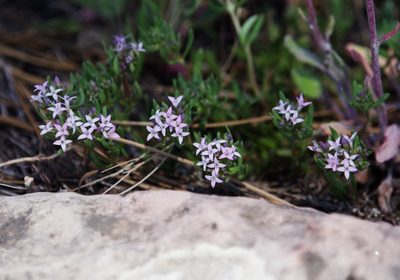 Houstonia wrightii, photographed by Dan Killam