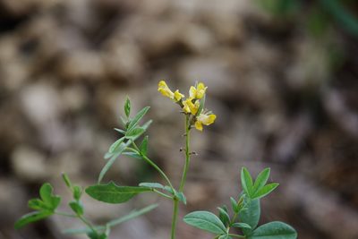 Thermopsis montana, photographed by Dan Killam