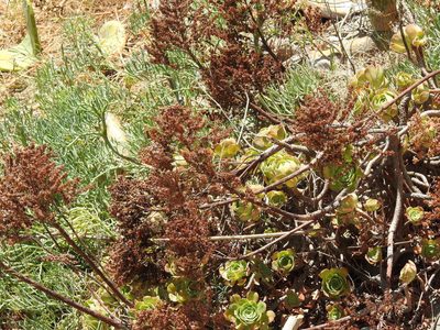 Aeonium arboreum, photographed by Duarte Frade