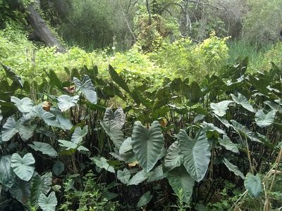 Colocasia fontanesii, photographed by Amy