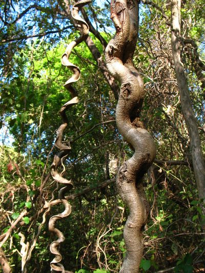 Schnella glabra, photographed by Lena Struwe