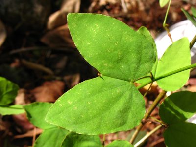Schnella glabra, photographed by Lena Struwe