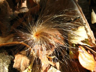 Pochota fendleri, photographed by Lena Struwe
