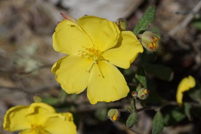 Crocanthemum canadense, photographed by Matt Pelikan
