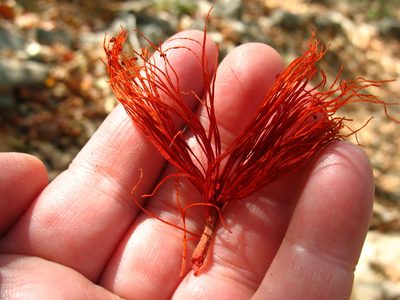 Pochota fendleri, photographed by Lena Struwe