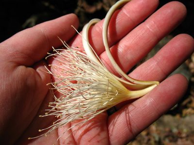 Pochota fendleri, photographed by Lena Struwe
