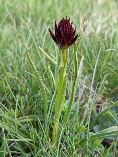 Gymnadenia austriaca, photographed by Pieter Huybrechts