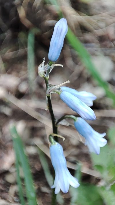Brimeura amethystina, photographed by Quentin Groom