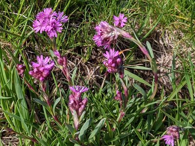 Viscaria alpina, photographed by Pieter Huybrechts