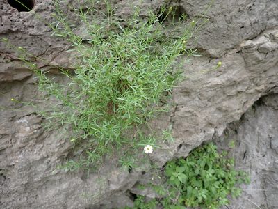 Silene saxifraga, photographed by David Delon