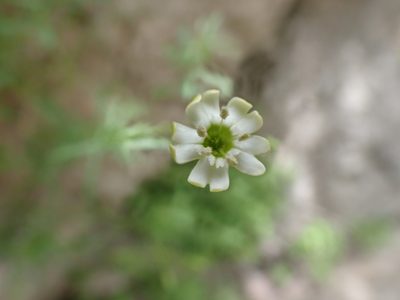 Silene saxifraga, photographed by David Delon