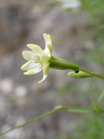 Silene saxifraga, photographed by David Delon