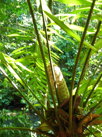 Zamia fairchildiana, photographed by Lena Struwe