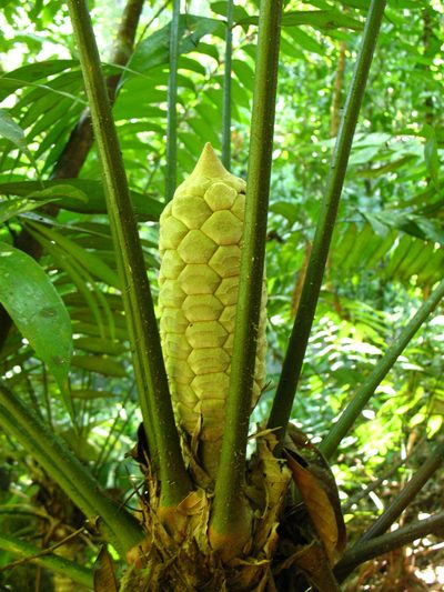 Zamia fairchildiana, photographed by Lena Struwe