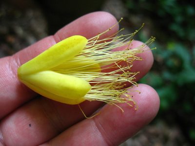 Caryocar costaricense, photographed by Lena Struwe