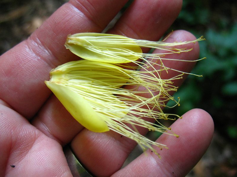 Caryocar costaricense, photographed by Lena Struwe