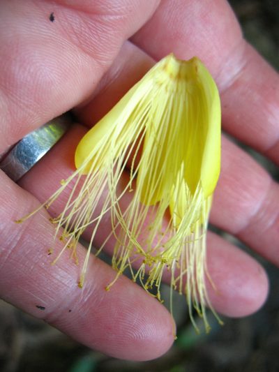 Caryocar costaricense, photographed by Lena Struwe