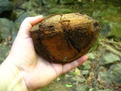Carapa guianensis, photographed by Lena Struwe