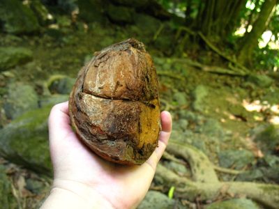 Carapa guianensis, photographed by Lena Struwe