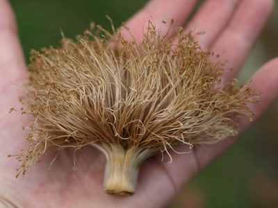 Pseudobombax septenatum, photographed by Lena Struwe