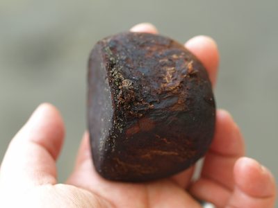 Carapa guianensis, photographed by Lena Struwe