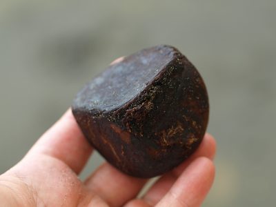 Carapa guianensis, photographed by Lena Struwe