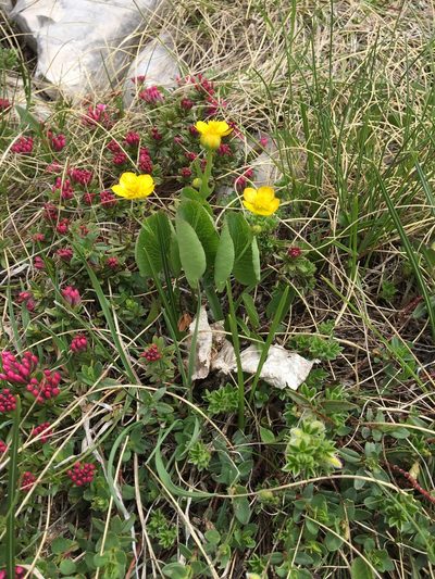 Ranunculus thora, photographed by Mirko Ubović