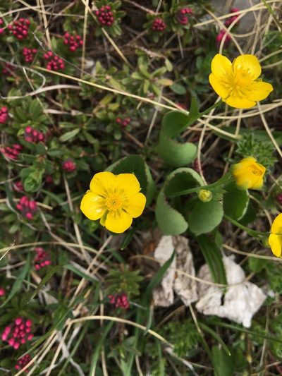Ranunculus thora, photographed by Mirko Ubović