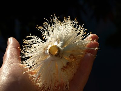Pseudobombax septenatum, photographed by Lena Struwe