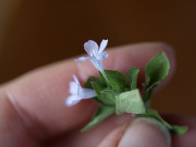 Ruellia costaricensis, photographed by Lena Struwe