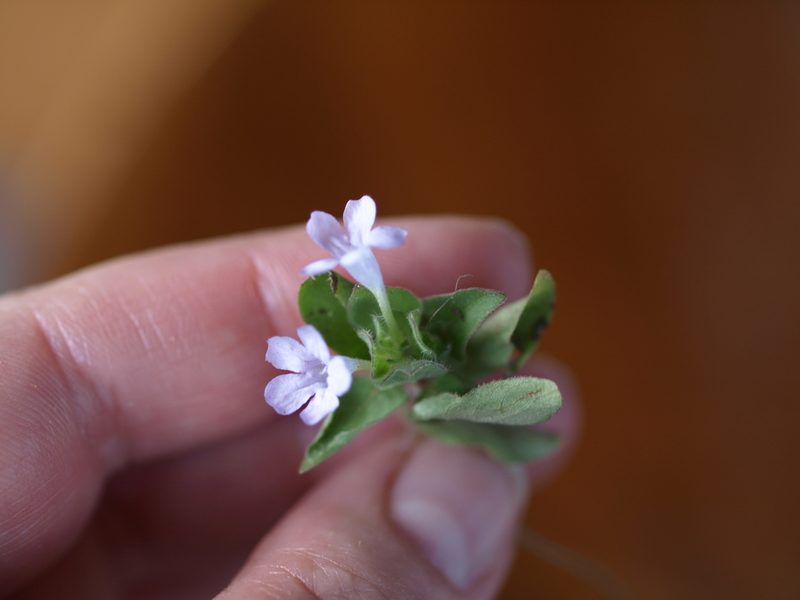 Ruellia costaricensis, photographed by Lena Struwe
