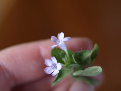 Ruellia costaricensis, photographed by Lena Struwe