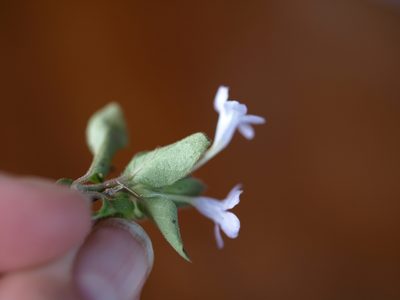 Ruellia costaricensis, photographed by Lena Struwe