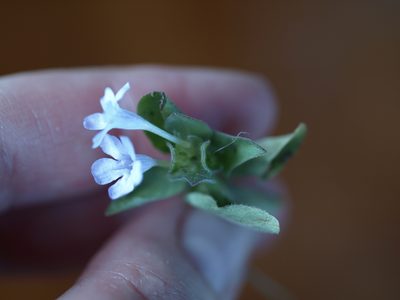 Ruellia costaricensis, photographed by Lena Struwe