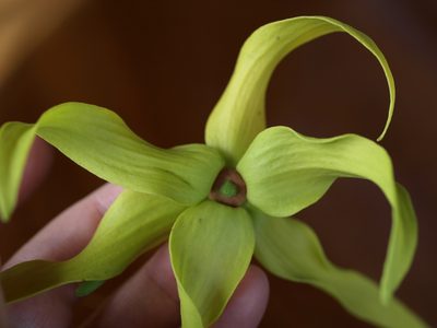 Cananga odorata, photographed by Lena Struwe