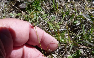 Carex colensoi, photographed by Colin Meurk
