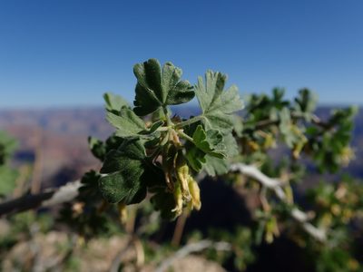 Ribes velutinum, photographed by Nolan Exe