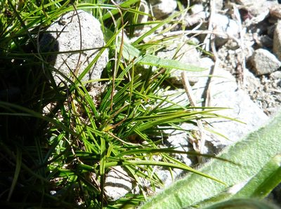 Carex resectans, photographed by Colin Meurk