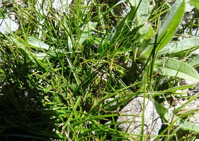Carex resectans, photographed by Colin Meurk