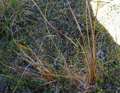 Carex buchananii, photographed by Colin Meurk