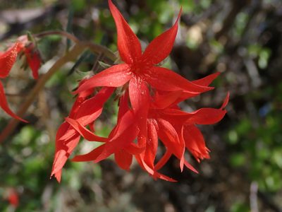 Ipomopsis arizonica, photographed by Nolan Exe