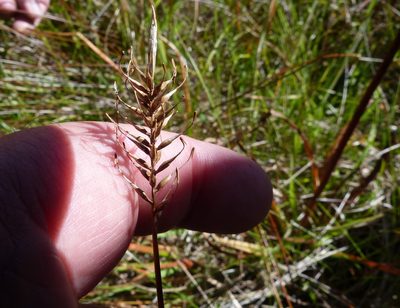 Carex edura, photographed by Colin Meurk