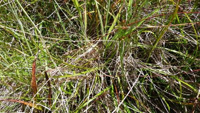 Carex edura, photographed by Colin Meurk