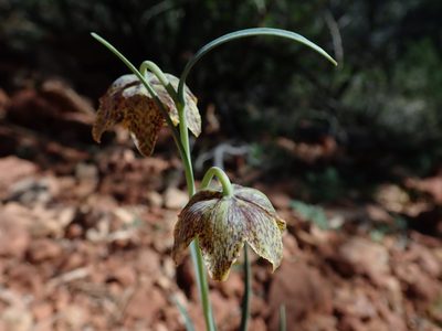Fritillaria atropurpurea, photographed by Nolan Exe