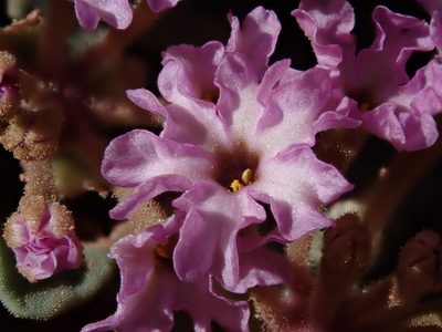 Abronia nana, photographed by Nolan Exe